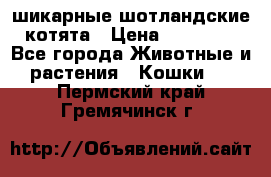 шикарные шотландские котята › Цена ­ 15 000 - Все города Животные и растения » Кошки   . Пермский край,Гремячинск г.